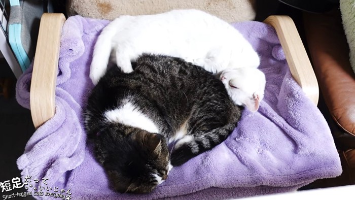 丸くなって寝る2匹の猫