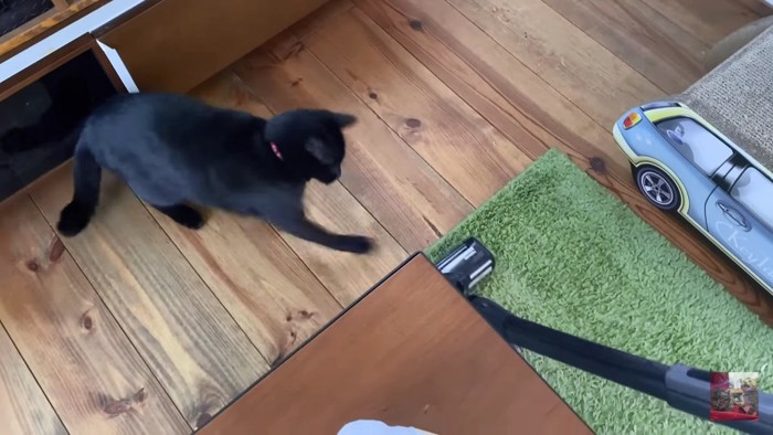 掃除機にパンチする黒猫