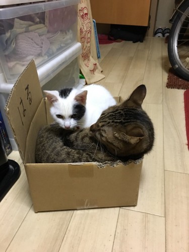 箱の中に入る二匹の猫