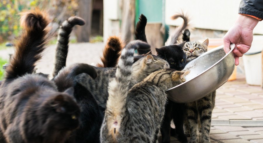 ご飯を食べるたくさんの猫