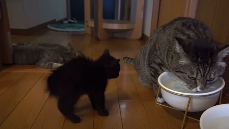 水を飲んでいる成猫と子猫