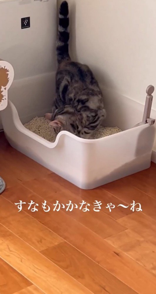 トイレで砂をかく猫