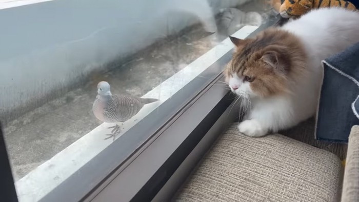 窓の外の鳥を見る猫