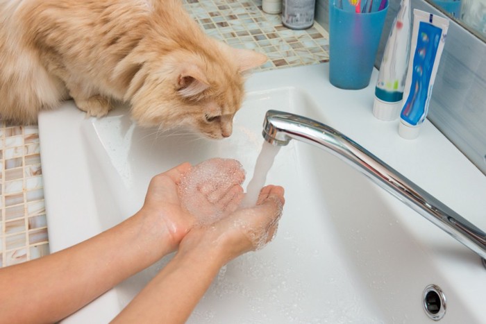 手を濡らす飼い主を見る猫