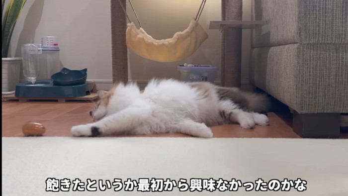 寝転ぶ猫