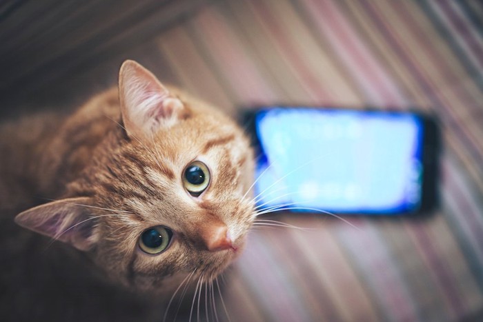 スマートフォンとこちらを見上げる猫