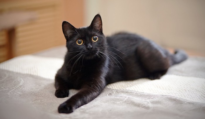 ベッドの上でくつろぐ黒猫