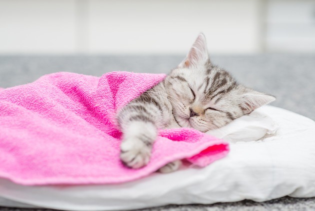 布団をかけて寝ている猫