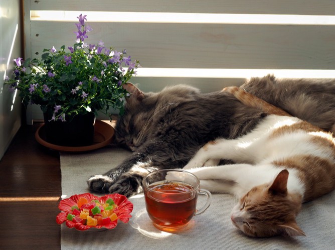 カップのお茶と隣で眠る猫2匹