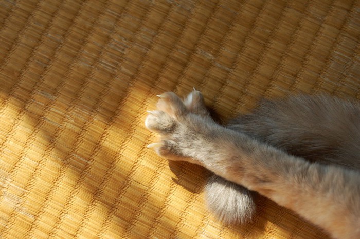 畳の上でくつろぐ猫の手と尻尾