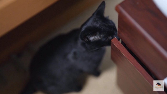 引き出しの隙間を覗く黒猫