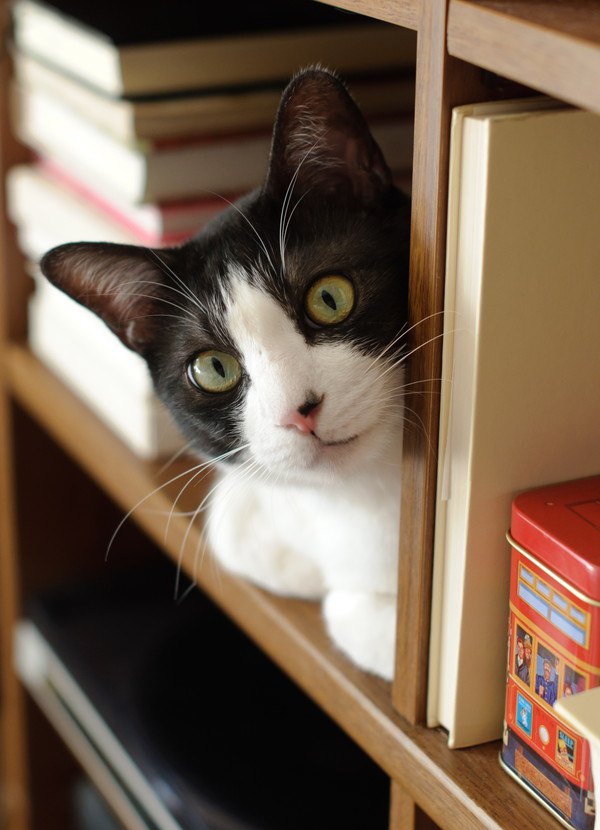 猫と本棚