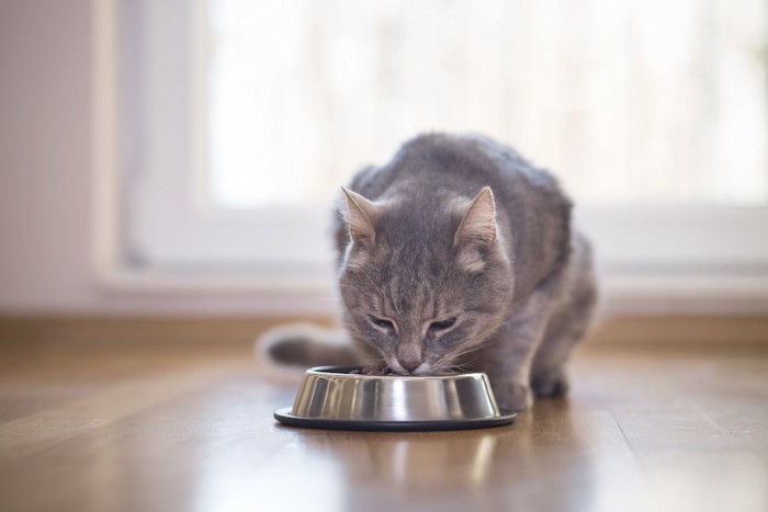 シルバーの器で餌を食べる猫