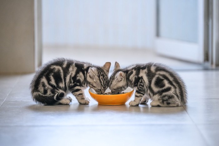 ご飯を食べる二匹の子猫