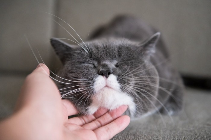 飼い主さんに顎を触られる猫