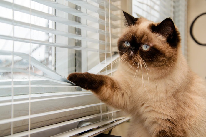 窓際で遊ぶ猫