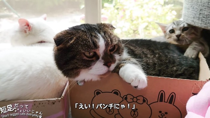 箱の後ろから顔を出す子猫