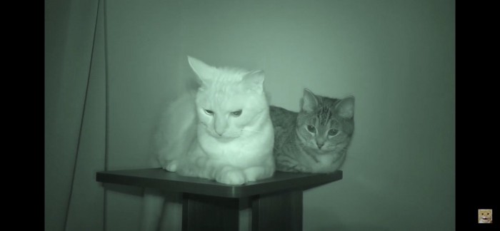 暗い部屋の2匹猫