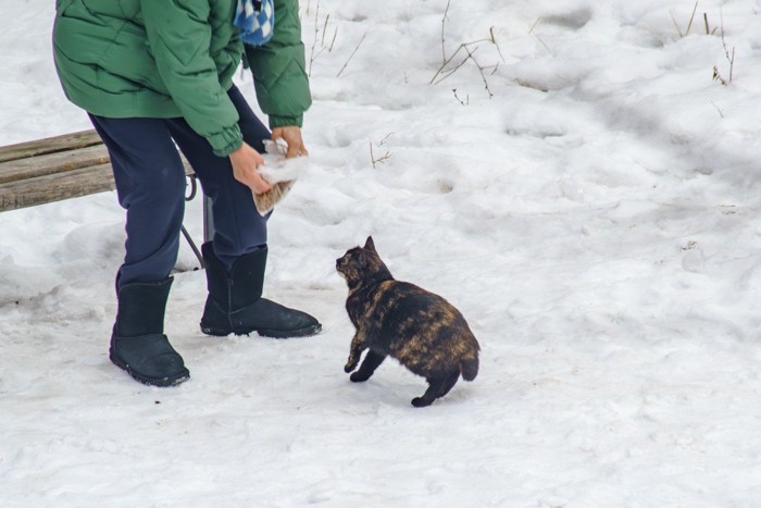 雪のなかで男性に助けられる猫