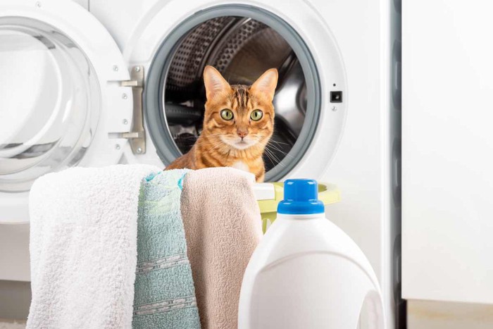 洗濯機の前にいる猫