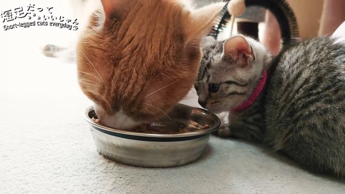 お皿を見つめる子猫