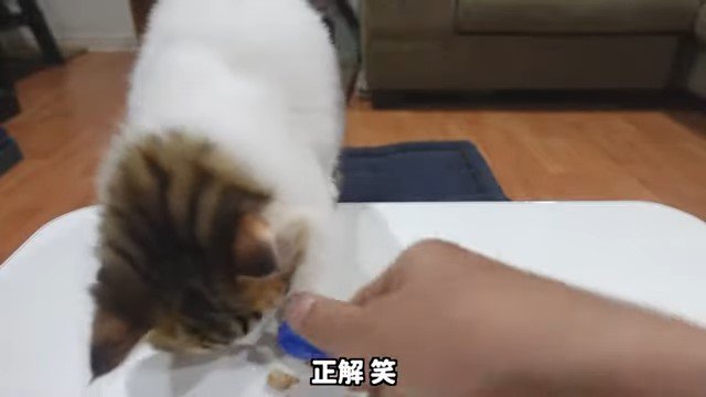キャップを取る男性の手とおやつを食べる子猫
