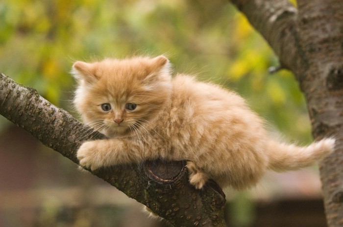 木に登り怯える子猫