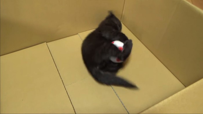 段ボール遊ぶ猫