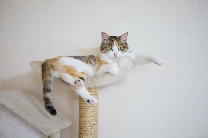 キャットタワーの上で寛ぐ猫