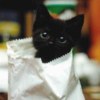 袋に入っているかわいい黒猫