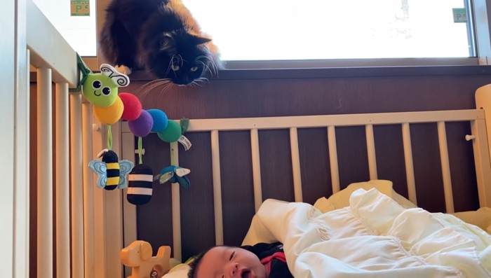 赤ちゃんを上から覗いている猫