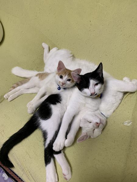 面白い格好で寝る３匹の猫