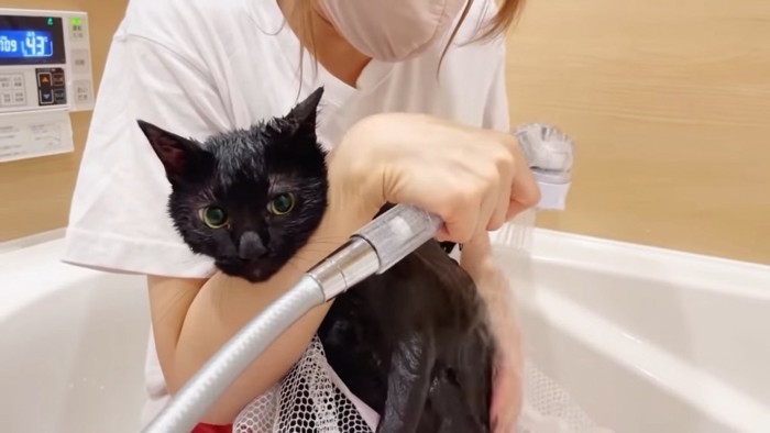背中をシャワーで流される猫