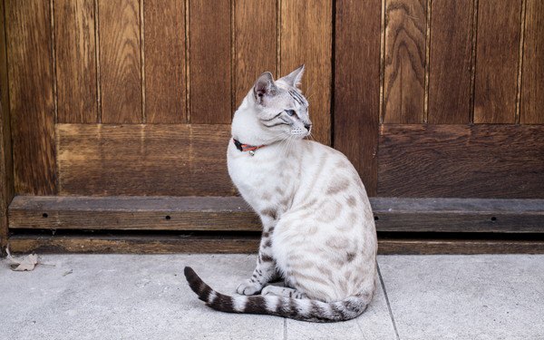 扉の前で座る猫