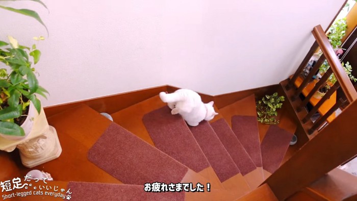 階段をおりる猫