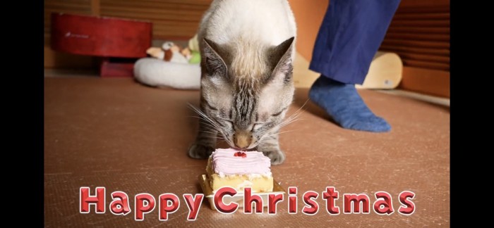 クリスマスケーキを食べる猫