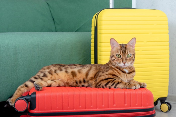 スーツケース上の猫