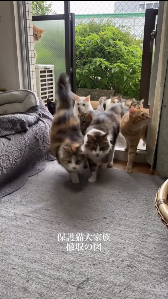 部屋に入る猫たち