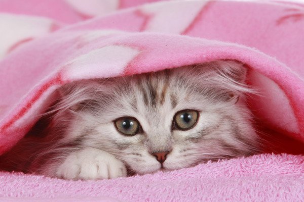 ピンクの毛布に入る猫