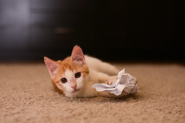 紙をつかむ猫