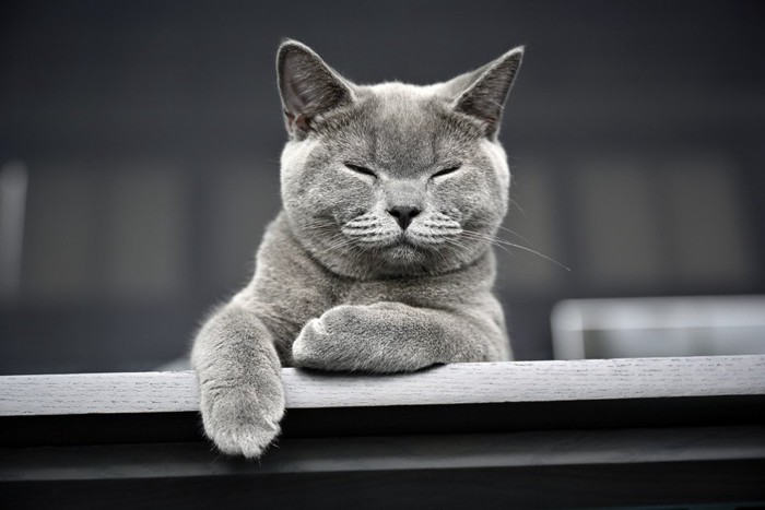 目を細める灰色の猫