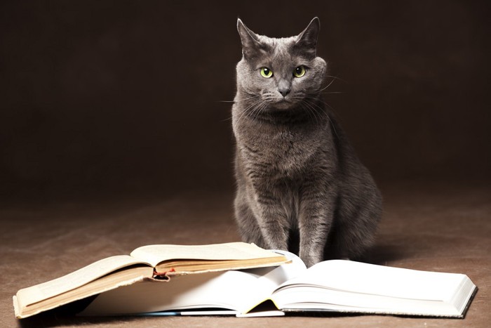 本の後ろに座る黒猫