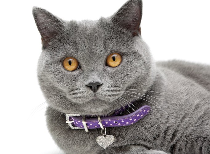 紫の首輪を付けた灰色の猫