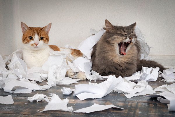 紙に囲まれている二匹の猫
