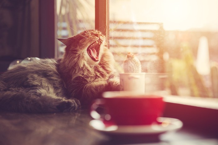 朝日を浴びてあくびをする猫