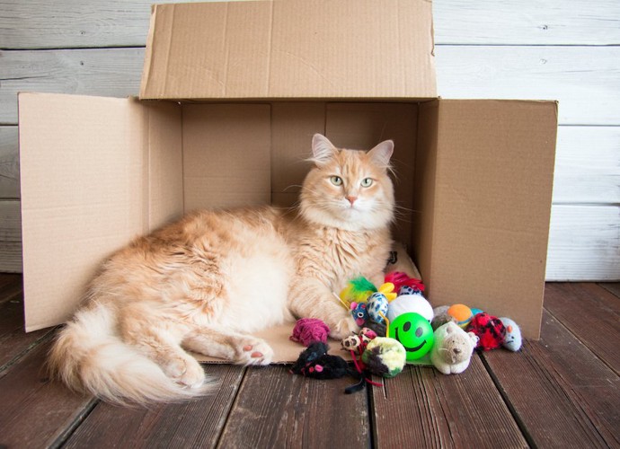 段ボール箱とたくさんのおもちゃのそばにいる猫