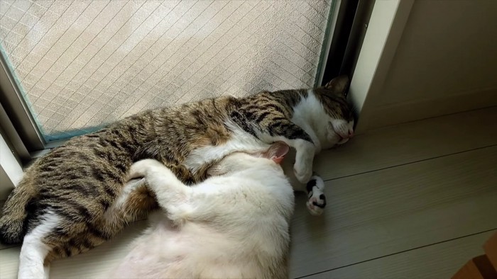 窓辺のキジシロとベージュ猫