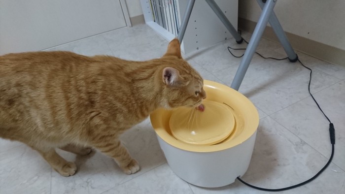 自動給水器で飲んでいる猫
