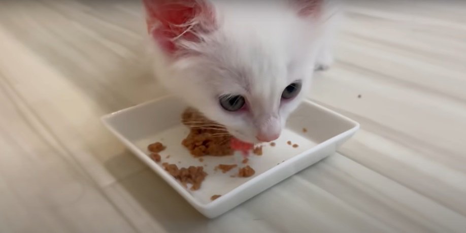 食事をする子猫3