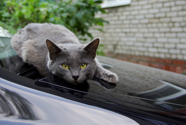 車の上に乗る猫